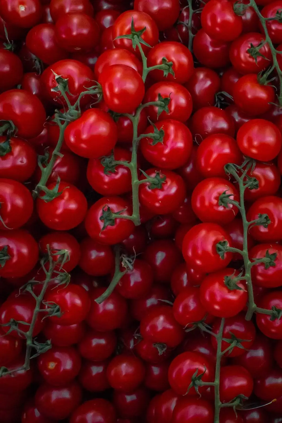 Bunches of red cherry tomatoes on the vine